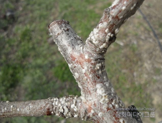 상주시, 4월 중순부터 배, 핵과류 '깍지벌레' 방제 시작