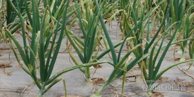 영광군, 양파 노균병 확산 예방 총력 대응