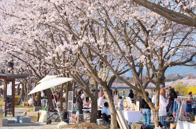 100만이 찾은 봄, 3색 봄꽃의 도시 구례