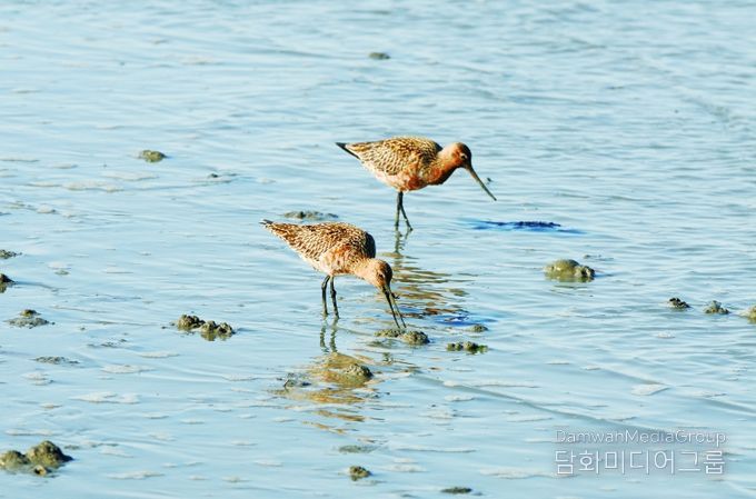 순천만습지 도요새