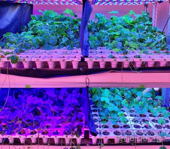 충북농기원, LED 다단재배 장치 특허 등록