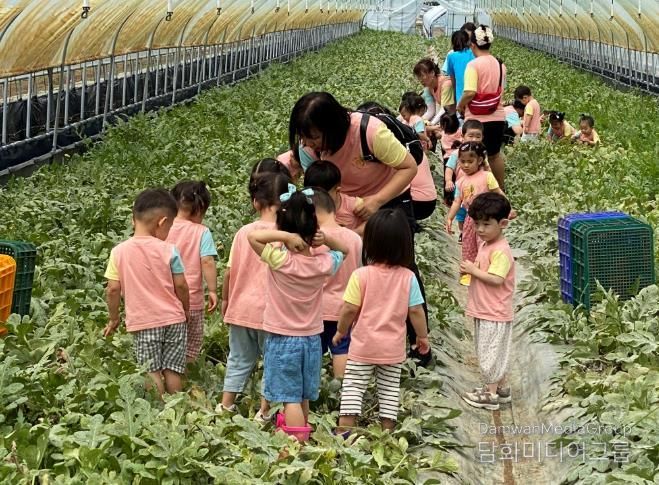 농촌체험휴양마을 사진(수박 수확 체험)
