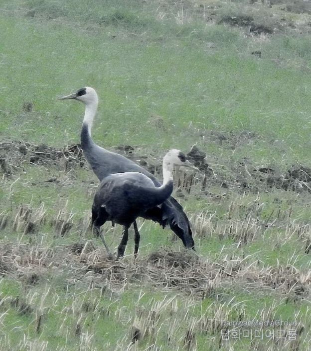 순천만에 남은 마지막 흑두루미 한 쌍