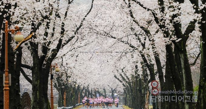 진안군, 우중(雨中) 속 신비로운 벚꽃 러닝.. '2026 진안 벚꽃&웰니스 힐링 런트립' 성료