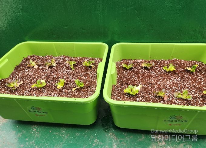 동작구 분양 ‘상자텃밭’