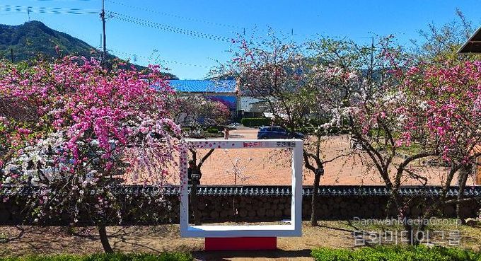 고령군 봄빛 머금은 도진마을, 삼색도화로 봄 정취 물씬