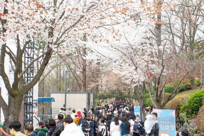 2026년 자유공원 벚꽃축제 성료