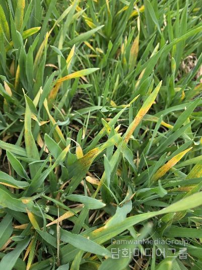 맥류 안정 생산의 핵심 ‘예방이 최선, 적기 방제 중요’