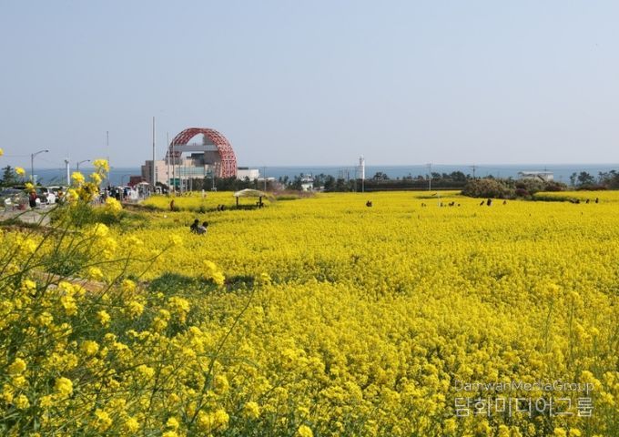 유채꽃이 만발한 호미곶 경관단지 전경.