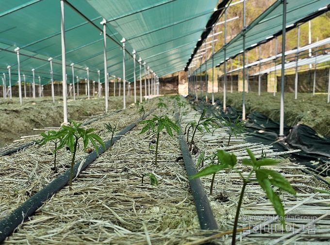 안정적 인삼 생산, 생육 초기 환경관리