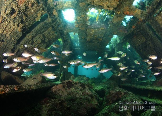 인공어초-하우스형 해중림초(거제 저구리)