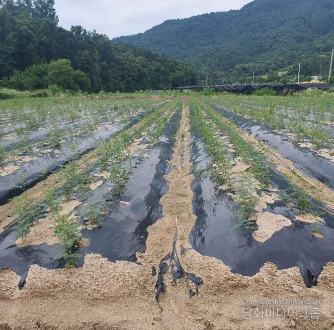 금산군 부리면 소재 감초 재배단지