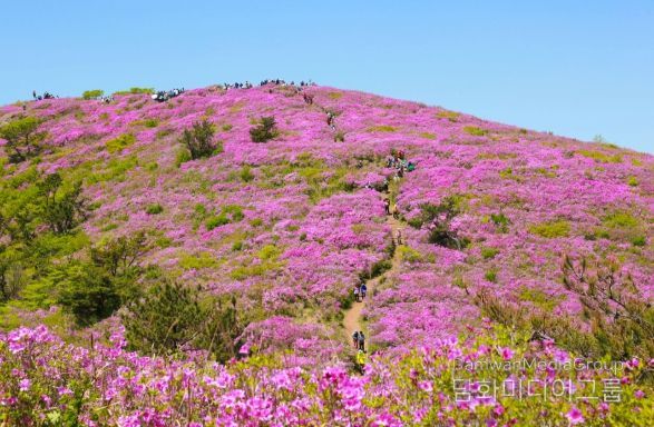 보성군, 5월 2일 ~ 4일 제22회 일림산 철쭉문화행사 개최_전국 최대 규모 철쭉 군락이 장관을 이룰 예정이다